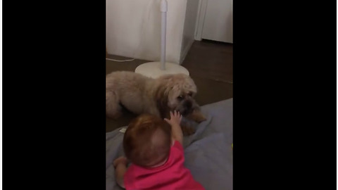 Super Hyper Pooch Plays Tag With A Giggling Baby
