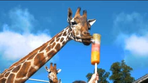Anche alle giraffe piace il gelato!