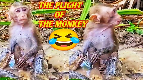 The plight of the monkey fell under the grip of the fish🤣🤣 Funny animals 🤣🤣
