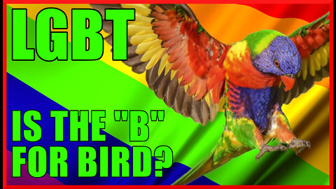 Audubon Society & Pattie Gonia Join Forces In Bizarre Pride Environment Bird Drag Queen Intersection