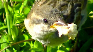 IECV NV #417 - 👀 House Sparrows Eating Bread🐤 7-14-2017