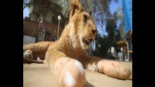 SOUTH AFRICA - Johannesburg - Lions from the Gaza (mDh)