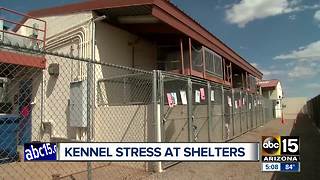 Shelters working to treat dogs with kennel stress