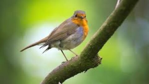 Bird Singing Song