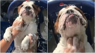 Ce bulldog anglais adore l'heure du bain