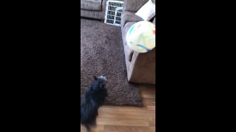 Our puppy LOVES to play with a balloon!