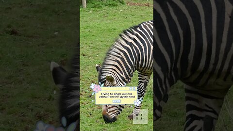 Mind Blowing Animal Facts - You Have To Hear This!!!! #zebra #animal #animalfacts #zebras
