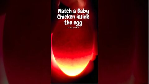 Watch a Baby Chicken inside the Egg - Day 15 #Shorts