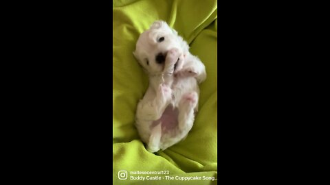 Baby maltese