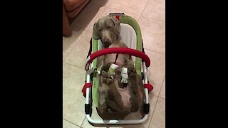 Dog falls asleep in baby balance chair