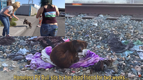 Homeless Pit Bull sits by her dead friend for two weeks...