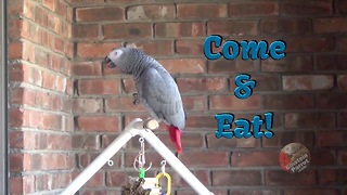 Einstein the Parrot hilariously encourages you to eat