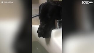 Cão interrompe banho relaxante da dona para beber água
