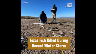 Texas Fish Killed During Record Winter Storm