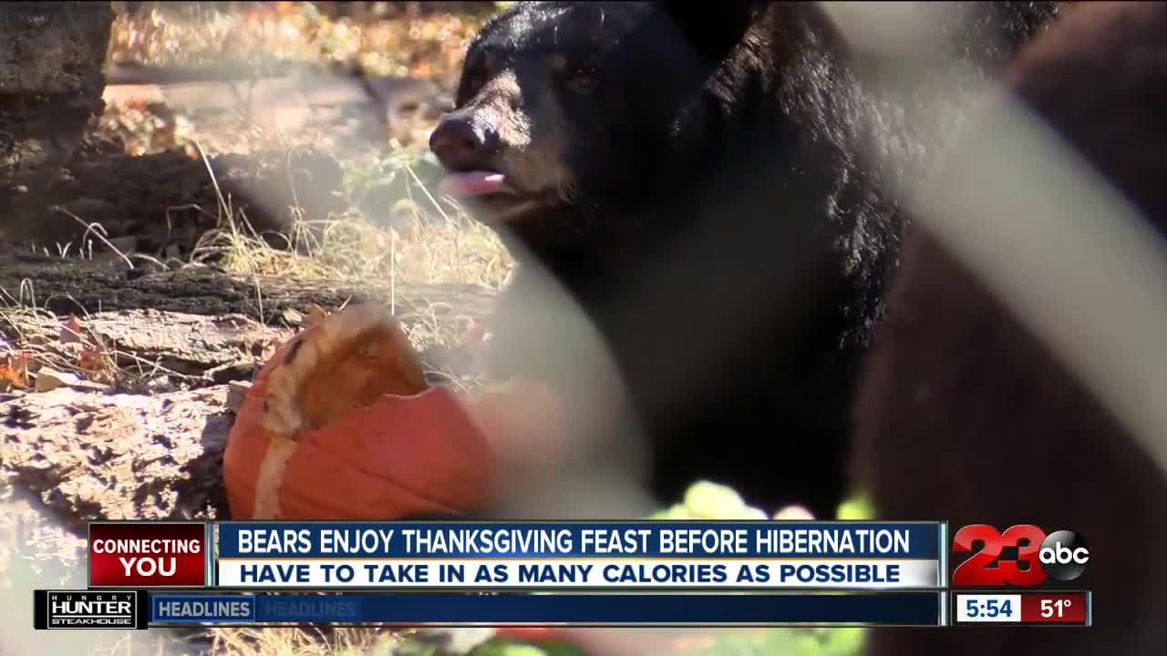 Bears Enjoy Thanskgiving Feast Before Hibernation