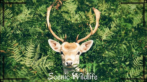 Scenic Wildlife Film With Calming Music