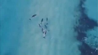 Droneoptagelse af delfiner der surfer i Australien