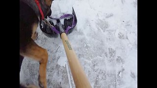 Pup "Helps out" with Shoveling Snow
