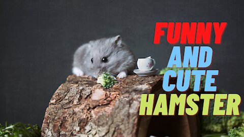 Funny and Cute Hamster Compilation 🐭 - Cutest Hamster In The World