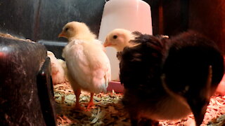 White Leghorn Chicks Starting to get Their Feathers Video 5