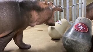 Hippo Fiona makes a mess of her Super Bowl pick