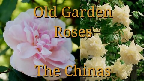Old Garden Roses: The Chinas