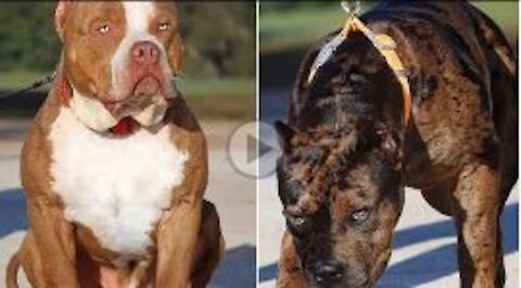∆American Bully Terrier ☠️☠️ __#rumblevideo #dogs | cutest overloaded |