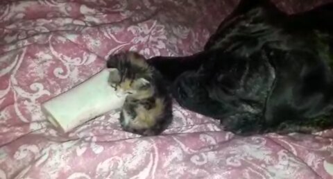 Kitten In between a dog and her bone!