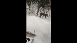 Possibly Lynx captured on camera in Michigan