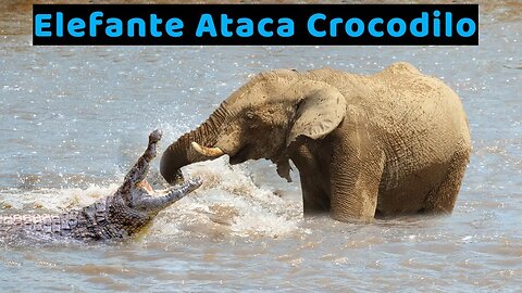 Elefante Ataca Crocodilo
