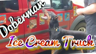 Doberman Excited For Ice Cream Truck Does Tricks For Popsicle