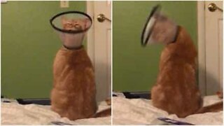 Gato com colar veterinário acaba por fazer dança hilariante