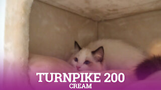 Petrebels cat trees - Turnpike 200 - Cream
