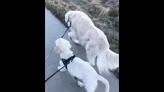 Puppy grabs bigger dog's leash, takes him for walk