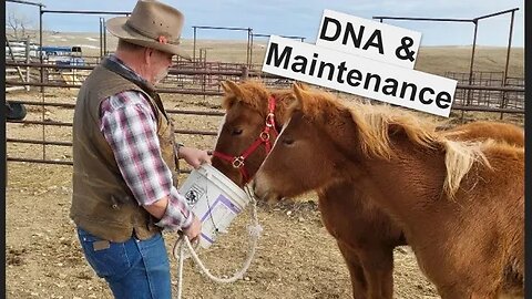DNA Collection & Health Maintenance | Horse Registration | Bull Health