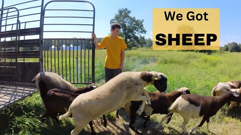 A Special Delivery To The Homestead #sheep #sheepfarming #homesteading