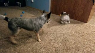 Australian Shepherd puppy playing with Blue Heeler dog