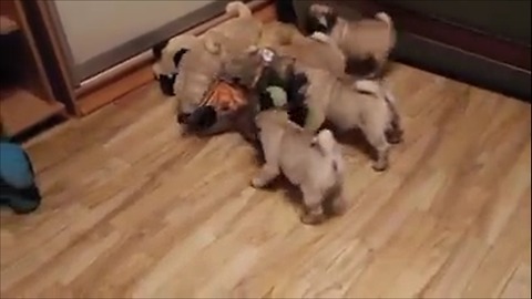 5 pug dog playing with toys