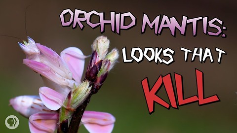 Orchid Mantis: Looks That Kill