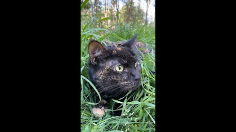 Gentle cat wears a frog like a hat