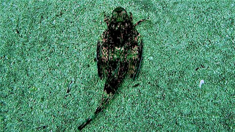 The sea robin is a bizarre predator with an incredible ability