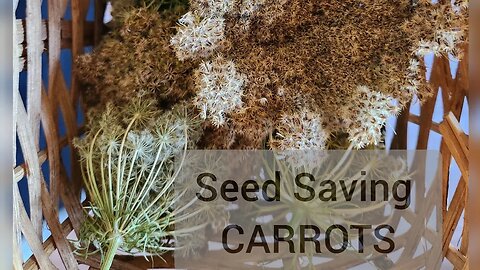 Never Buy Carrot Seed Again! Saving Carrot Seed is Simple - Heirloom Ox Heart Carrot - Rare Seeds