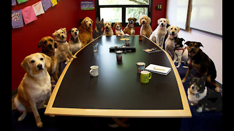 What Does A Good Dog Meeting Look Like !