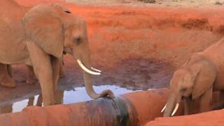 Søt mamma og babyelefant får slukket tørsten