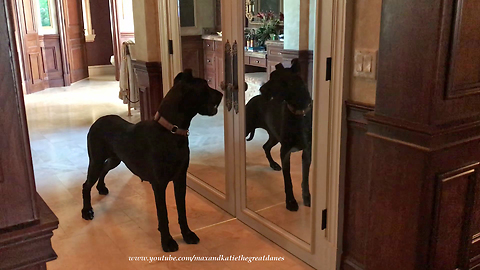 Funny Great Dane Looks in the Mirror for the First Time