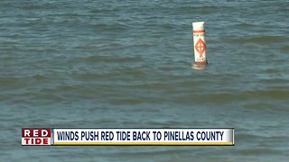 Winds push red tide on Pinellas County beaches