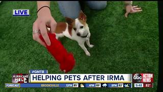 Pets abandoned after Irma needs fur-ever homes