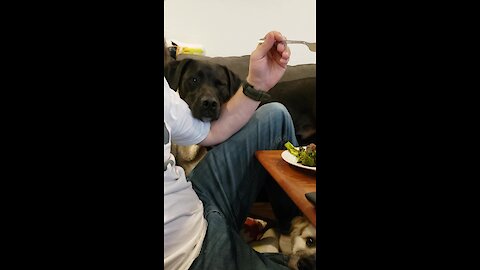 Pair of dogs adorably beg for owner's scraps