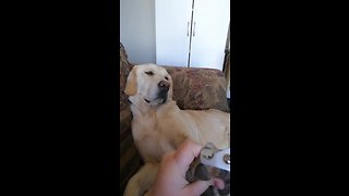 Patient Pup Allows Owner To Clip Her Nails