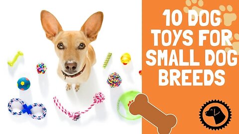10 Dog Toys For Small Dog Breeds | DOG PRODUCTS 🐶 #BrooklynsCorner